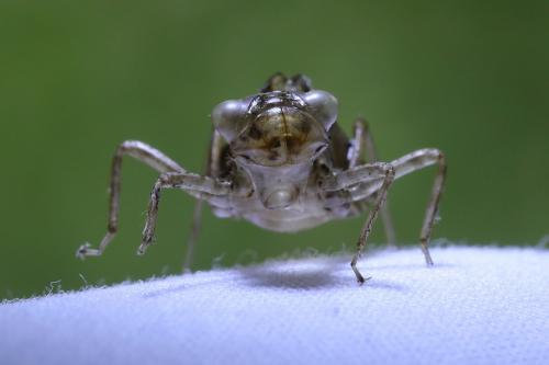 Réf. 207 127 : Crocothemis erythraea